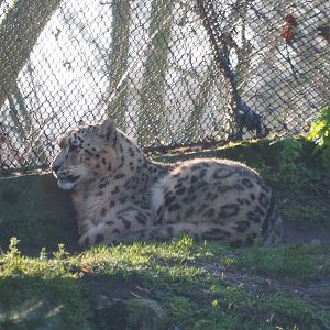 Snow leopard (Panthera uncia), Feb 16th, 2019