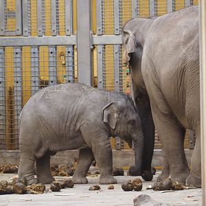 Asian elephants (Elephas maximus), Feb 16th, 2019