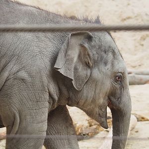 Juvenile Asian elephant (Elephas maximus), Feb 16th, 2019