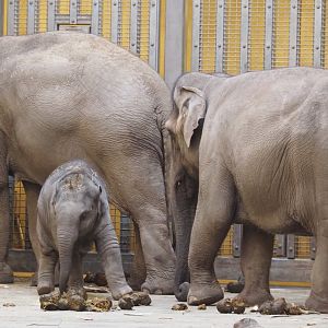 Asian elephants (Elephas maximus), Feb 16th, 2019
