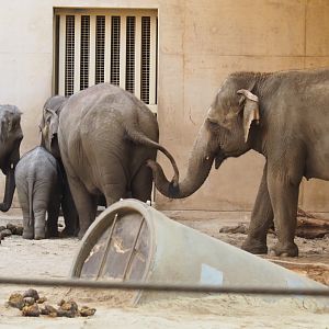 Asian elephants (Elephas maximus), Feb 16th, 2019