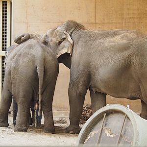 Asian elephants (Elephas maximus), Feb 16th, 2019