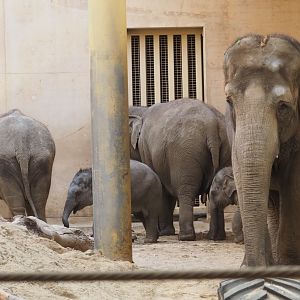 Asian elephants (Elephas maximus), Feb 16th, 2019