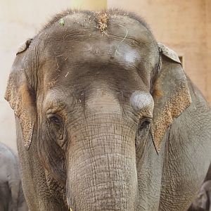 Asian elephant (Elephas maximus) matriarch Dumbo, Feb 16th, 2019