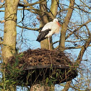 European white stork (Ciconia ciconia) on nest, Feb 16th, 2019
