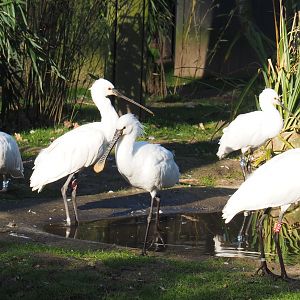 Eurasian spoonbills (Platalea leucorodia), Feb 16th, 2019
