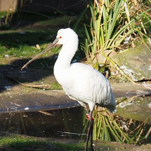 Eurasian spoonbill (Platalea leucorodia), Feb 16th, 2019