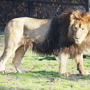 Asiatic lion (Panthera leo persica), Feb 16th, 2019