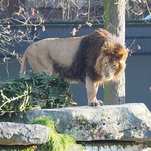 Asiatic lion (Panthera leo persica), Feb 16th, 2019
