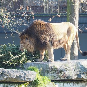 Asiatic lion (Panthera leo persica) sniffing recycled Christmas tree, Feb 16th, 2019