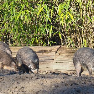 Negros Visayan warty pigs (Sus cebifrons negrinus), Feb 16th, 2019