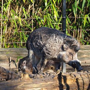 Negros Visayan warty pig boar (Sus cebifrons negrinus), Feb 16th, 2019