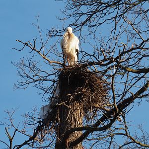 European white stork (Ciconia ciconia) nest on sawed-off tree (Feb 16th, 2019)