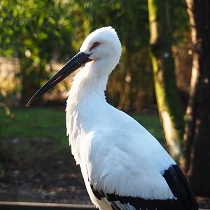 Oriental white stork (Ciconia boyciana), Feb 16th, 2019