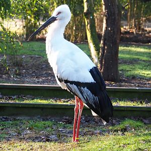 Oriental white stork (Ciconia boyciana), Feb 16th, 2019