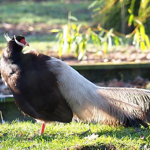 Brown eared pheasant (Crossoptilon mantchuricum), Feb 16th, 2019