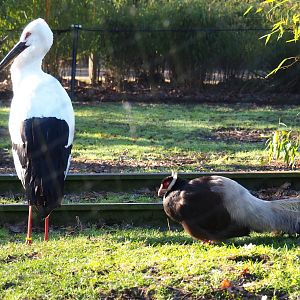 Oriental white stork (Ciconia boyciana) and Brown eared pheasant (Crossoptilon mantchuricum), Feb 16th, 2019