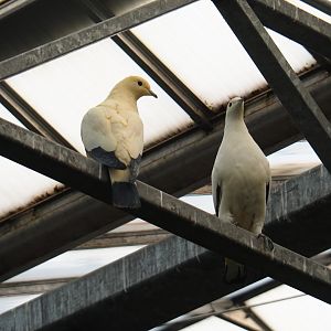 Pied imperial pigeons (Ducula bicolor), Feb 16th, 2019
