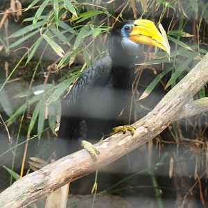 Female Sunda wrinkled hornbill (Rhabdotorrhinus corrugatus), Feb 16th, 2019