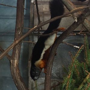 Prevost's squirrel (Callosciurus prevostii), Feb 16th, 2019