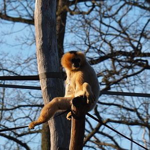 Northern white-cheeked gibbon (Nomascus leucogenys), Feb 16th, 2019