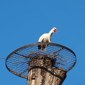 Beak-clattering European white stork (Ciconia ciconia) on new nesting platform (Feb 16th, 2019)