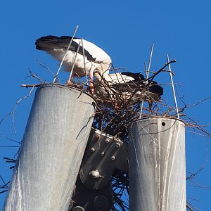 Between a pylon and a hard place... (Feb 16th, 2019)