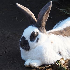 Domestic rabbit (Oryctolagus cuniculus), Feb 16th, 2019