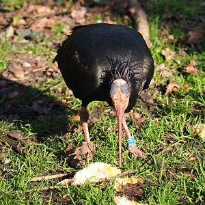 Waldrapp (Geronticus eremita) feeding on one-day chick (Feb 16th, 2019)