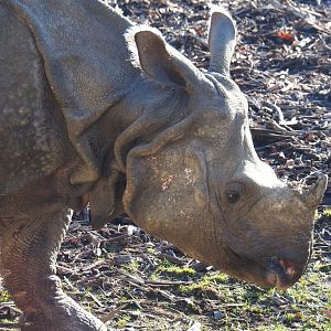 Indian rhinoceros (Rhinoceros unicornis), Feb 16th, 2019