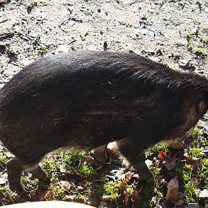 Negros Visayan warty pig (Sus cebifrons negrinus), Feb 16th, 2019