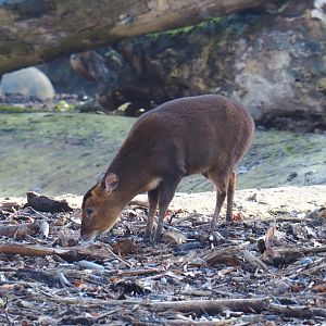 Female Reeves' muntjac (Muntiacus reevesi), Feb 16th, 2019