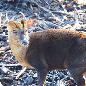 Male Reeves' muntjac (Muntiacus reevesi), Feb 16th, 2019