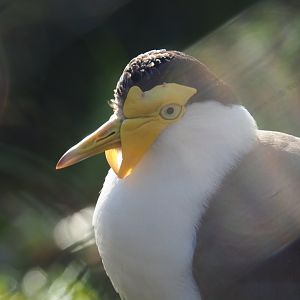 Subadult Masked lapwing (Vanellus miles miles), Feb 16th, 2019