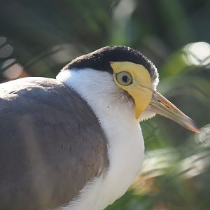 Subadult Masked lapwing (Vanellus miles miles), Feb 16th, 2019