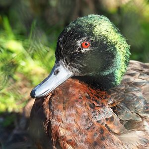 Chestnut teal (Anas castanea), Feb 16th, 2019