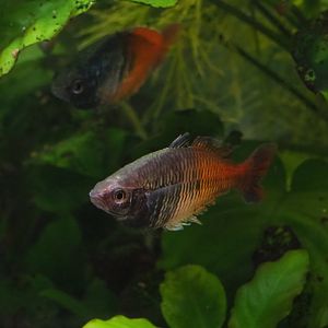 Melanotaenia boesemani rainbowfish (Feb 16th, 2019)