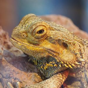 Central bearded dragon (Pogona vitticeps), Feb 16th, 2019