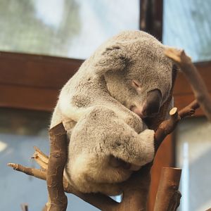 Maka - Queensland koala (Phascolarctos cinereus adustus), Feb 16th, 2019
