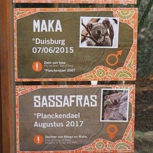 Queensland koalas at Planckendael signs (Feb 16th, 2019)