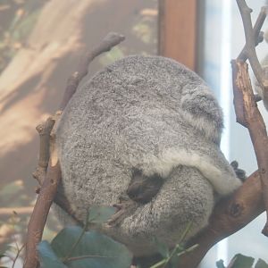 Alinga and Tin-Tookie - Queensland koalas (Phascolarctos cinereus adustus), Feb 16th, 2019