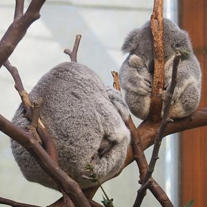 Alinga, Tin-Tookie and Sassafras - Queensland koalas (Phascolarctos cinereus adustus), Feb 16th, 2019