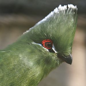 Emin's turaco (Tauraco schuettii emini), Feb 16th, 2019