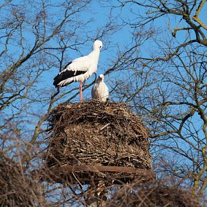 Old Ciconia ciconia nest (Feb 16th, 2019)