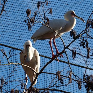 African spoonbills (Platalea alba), Feb 16th, 2019