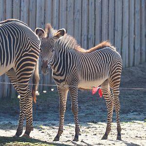 Grévy's zebra (Equus grevyi) colt Tamu, born November 17th, 2018 (Feb 16th, 2019)