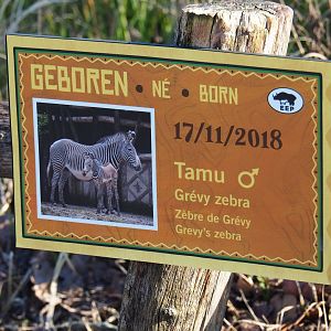 Birth sign Grévy's zebra colt Tamu (Feb 16th, 2019)