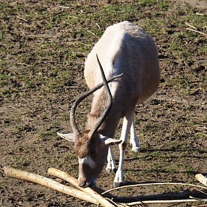 Addax (Addax nasomaculatus) nibbling on branches (Feb 16th, 2019)