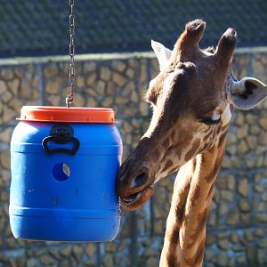 Kordofan giraffe (Giraffa camelopardalis antiquorum) with enrichment feeding barrel (Feb 16th, 2019)