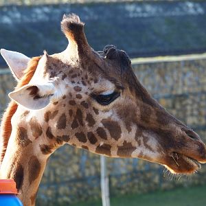 Kordofan giraffe (Giraffa camelopardalis antiquorum) with enrichment feeding barrel (Feb 16th, 2019)